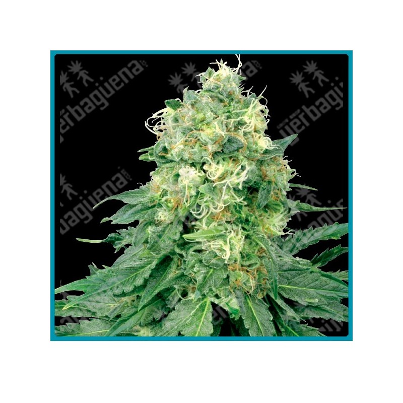 White widow regular de White label