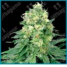 White widow regular de White label