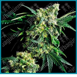 Mr. Nice g13 x hash plant regular de Sensi seeds