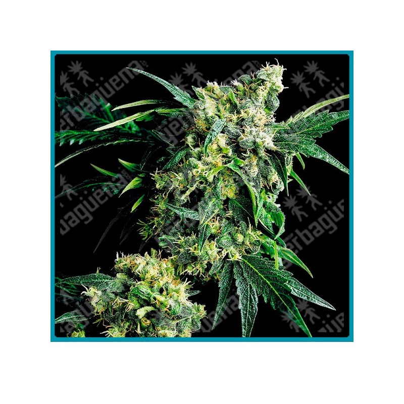 Mr. Nice g13 x hash plant regular de Sensi seeds