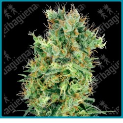 California orange bud regular de White label