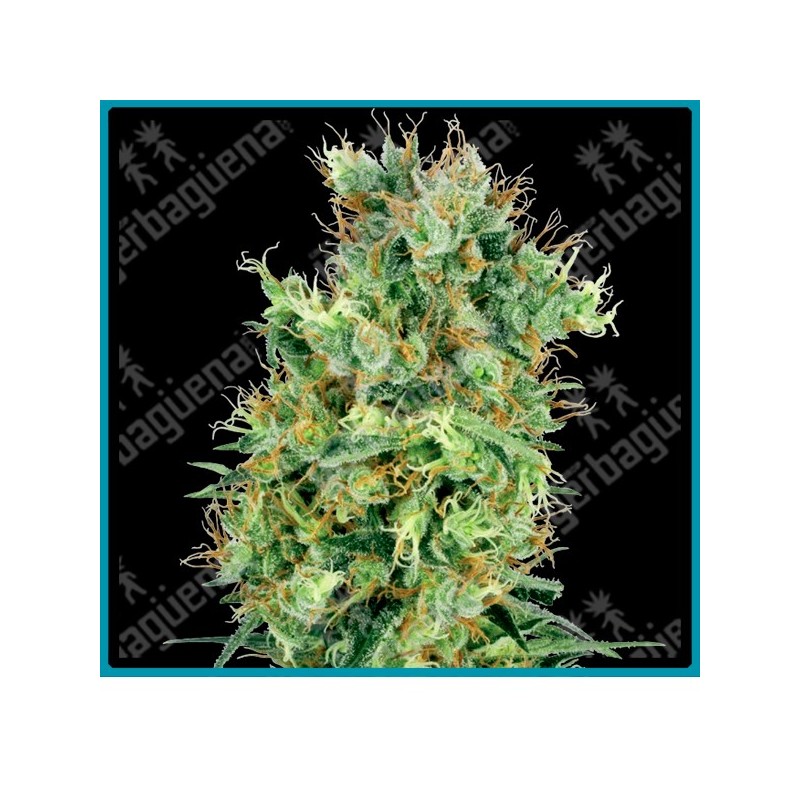 California orange bud regular de White label