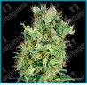 California orange bud regular de White label