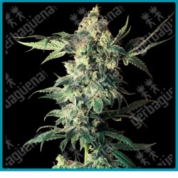Northern lights regulares de Sensi seeds