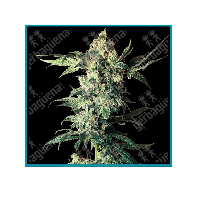 Northern lights regulares de Sensi seeds
