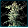 Northern lights regulares de Sensi seeds