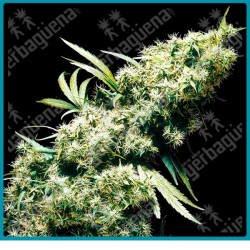 Jamaican pearl regular ( Marley´s Collie x Early Pearl ) de Sensi seeds
