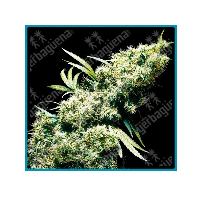 Jamaican pearl regular ( Marley´s Collie x Early Pearl ) de Sensi seeds