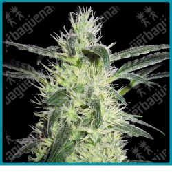 Silver haze regular ( Northen Lights#5 x Haze ) de Sensi seeds