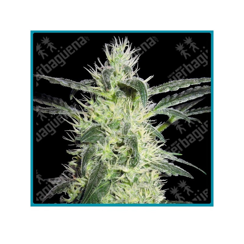 Silver haze regular ( Northen Lights#5 x Haze ) de Sensi seeds