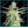 Silver haze regular ( Northen Lights#5 x Haze ) de Sensi seeds