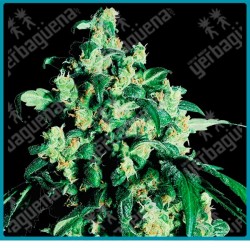 Super skunk regular ( Skunk#1 x Afgana ) de Sensi seeds