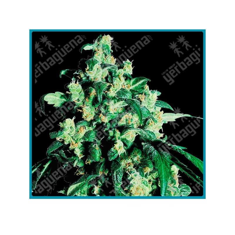 Super skunk regular ( Skunk#1 x Afgana ) de Sensi seeds