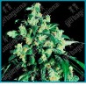 Super skunk regular ( Skunk#1 x Afgana ) de Sensi seeds