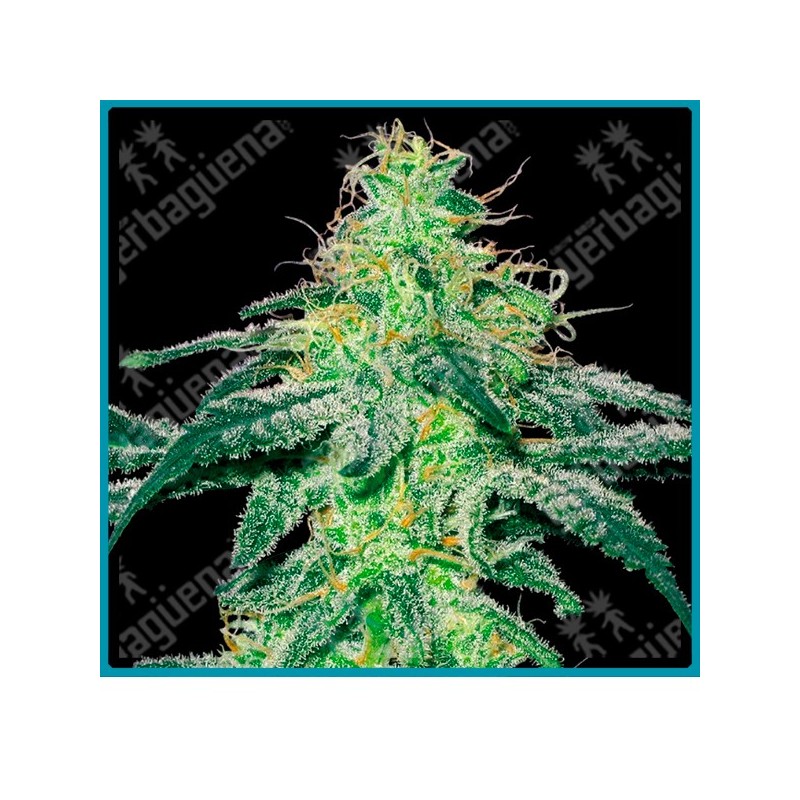 White skunk regular de White label