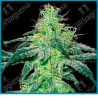 White skunk regular de White label