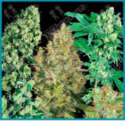 Indoor mix regular de Sensi seeds