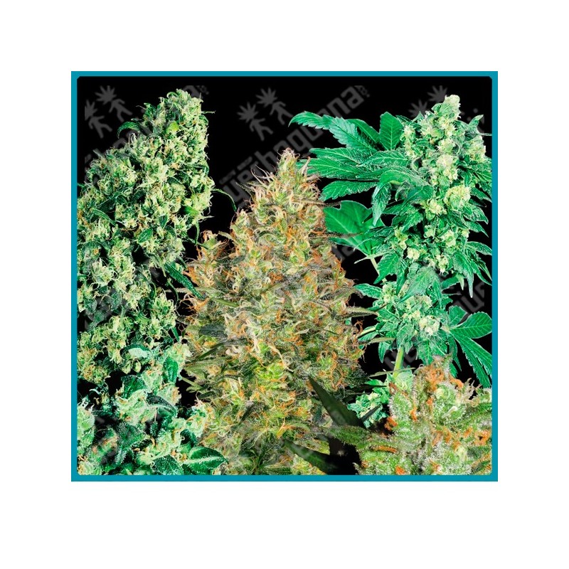 Indoor mix regular de Sensi seeds