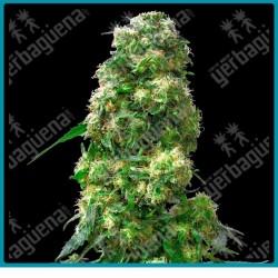 Early skunk regular ( Skunk#1 x Early Pearl ) de Sensi seeds