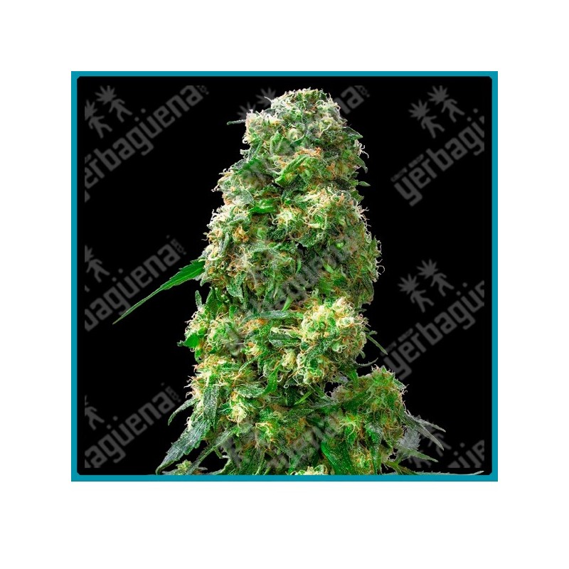 Early skunk regular ( Skunk#1 x Early Pearl ) de Sensi seeds