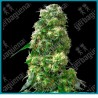 Early skunk regular ( Skunk#1 x Early Pearl ) de Sensi seeds