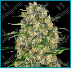 Black domina regular ( Northern Lights x Ortega x Hash Plant x Afghani ) de Sensi seeds