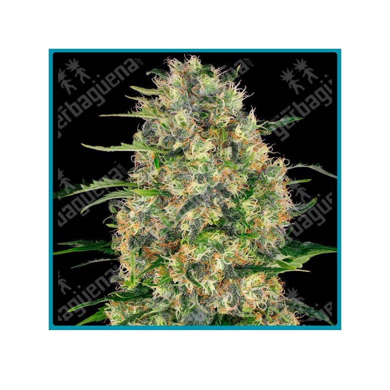 Black domina regular ( Northern Lights x Ortega x Hash Plant x Afghani ) de Sensi seeds