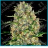 Black domina regular ( Northern Lights x Ortega x Hash Plant x Afghani ) de Sensi seeds