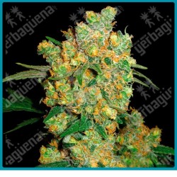 Big bud regular ( Afgana x Skunk#1 ) de Sensi seeds