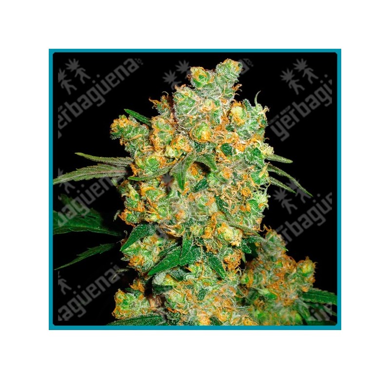 Big bud regular ( Afgana x Skunk#1 ) de Sensi seeds