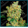 Big bud regular ( Afgana x Skunk#1 ) de Sensi seeds