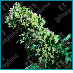 Northern lights #5 x haze regular ( Northern Lights x Haze ) de Sensi seeds