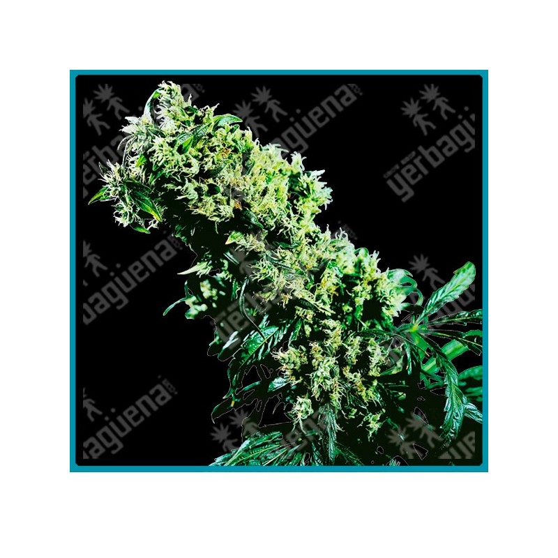 Northern lights #5 x haze regular ( Northern Lights x Haze ) de Sensi seeds