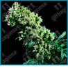 Northern lights #5 x haze regular ( Northern Lights x Haze ) de Sensi seeds