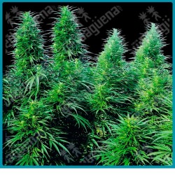 Ruderalis skunk regulares autofloreciente ( Ruderalis x Skunk #1 ) de Sensi seeds