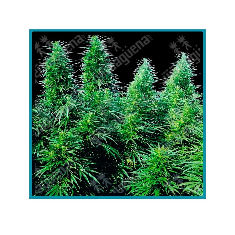 Ruderalis skunk regulares autofloreciente ( Ruderalis x Skunk #1 ) de Sensi seeds