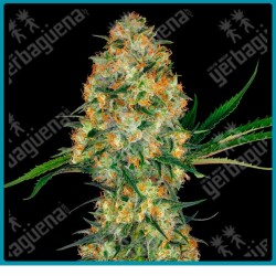 Hindu kush regular de Sensi seeds