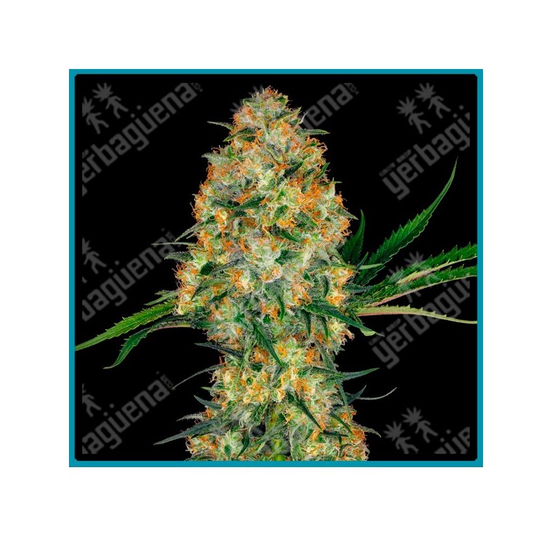 Hindu kush regular de Sensi seeds