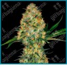 Hindu kush regular de Sensi seeds