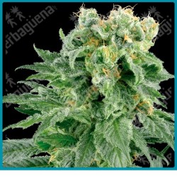 Double gum regular de White label