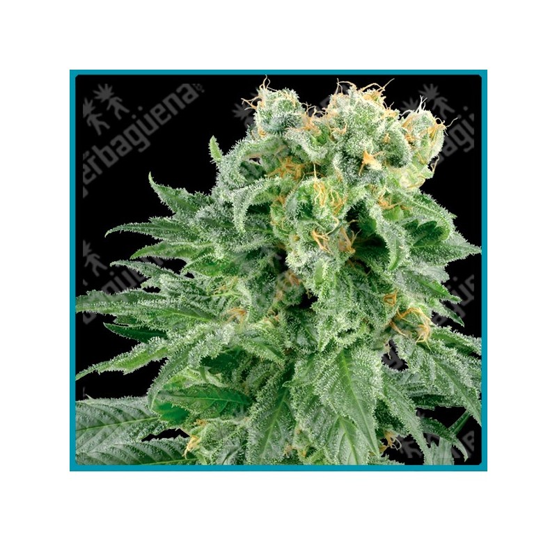 Double gum regular de White label