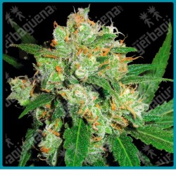 Sensi skunk regular ( Skunk #1 x madre secreta ) de Sensi seeds
