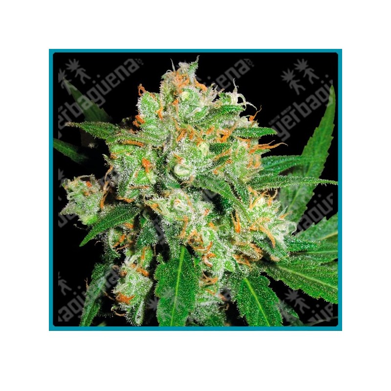 Sensi skunk regular ( Skunk #1 x madre secreta ) de Sensi seeds