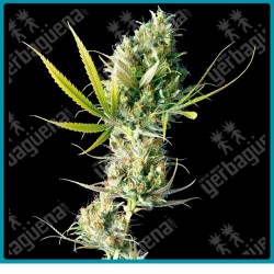 Durban regulares de Sensi seeds