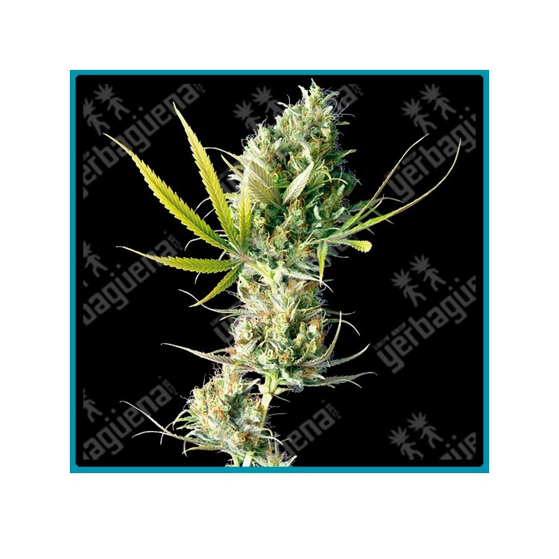Durban regulares de Sensi seeds