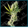 Durban regulares de Sensi seeds