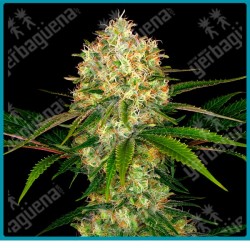 Afghani 1 regular de Sensi seeds