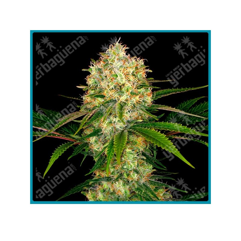Afghani 1 regular de Sensi seeds
