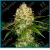 Afghani 1 regular de Sensi seeds