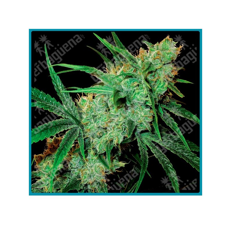 Fruity juice regular de Sensi seeds